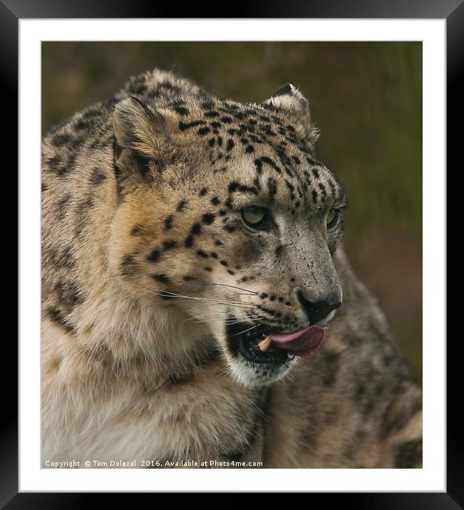 Snow leopard profile Framed Mounted Print by Tom Dolezal