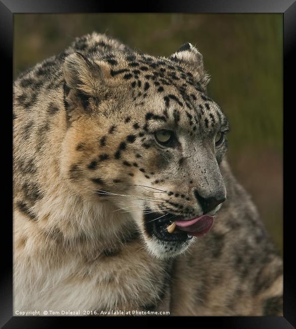 Snow leopard profile Framed Print by Tom Dolezal
