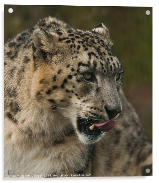 Snow leopard profile Acrylic by Tom Dolezal