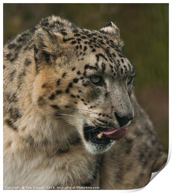 Snow leopard profile Print by Tom Dolezal