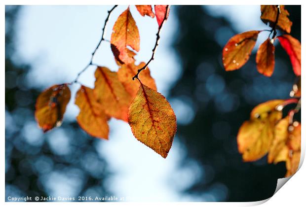 Autumn Blues Print by Jackie Davies