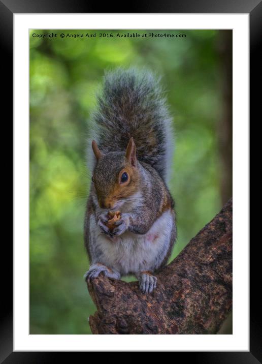 Squirrel. Framed Mounted Print by Angela Aird
