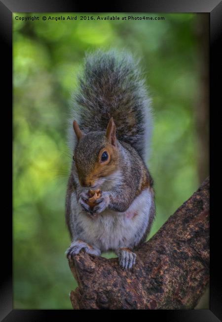 Squirrel. Framed Print by Angela Aird