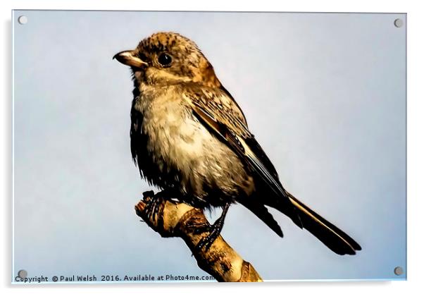 Juvenile Woodchat Shrike  Acrylic by Paul Welsh