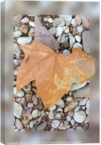 a rusty leaf on pebbles Canvas Print by Marinela Feier