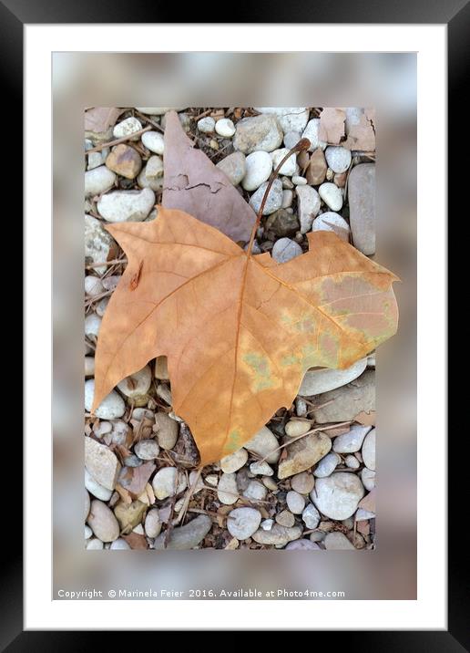 a rusty leaf on pebbles Framed Mounted Print by Marinela Feier