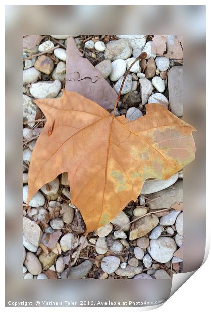 a rusty leaf on pebbles Print by Marinela Feier