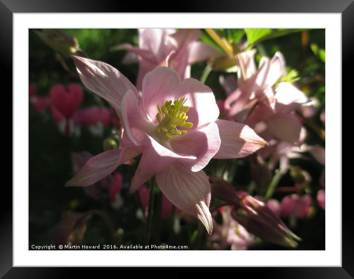 Aquilegia With A Heart Framed Mounted Print by Martin Howard