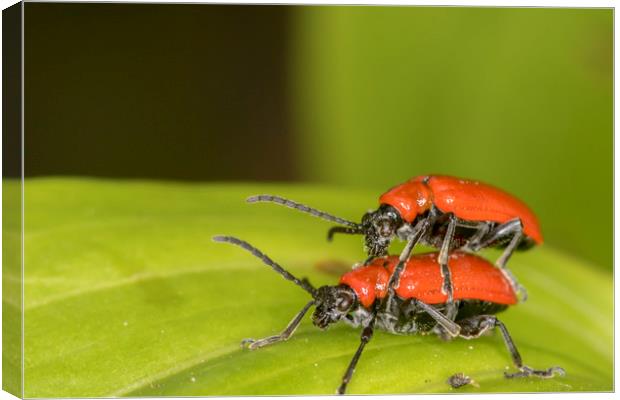 cardinal beetle (Pyrochroa coccinea)          Canvas Print by chris smith