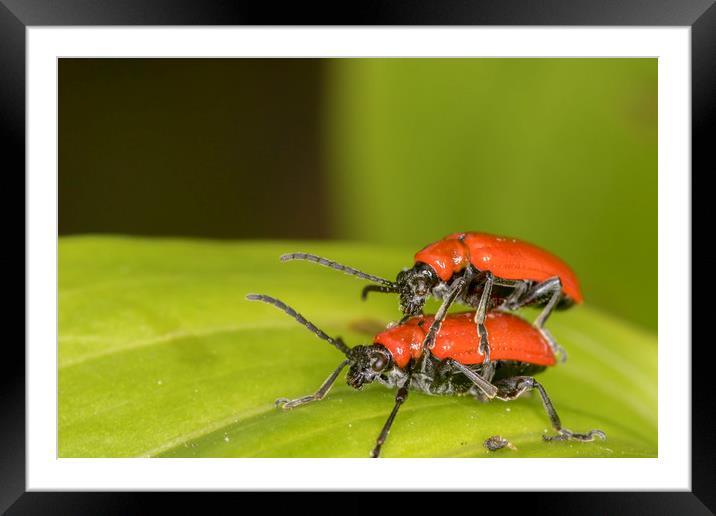 cardinal beetle (Pyrochroa coccinea)          Framed Mounted Print by chris smith