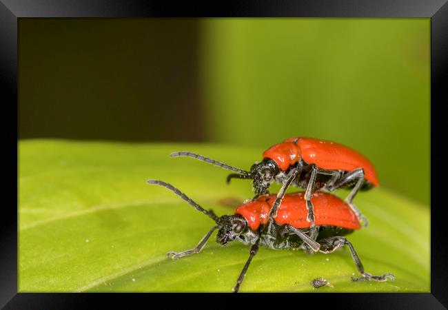 cardinal beetle (Pyrochroa coccinea)          Framed Print by chris smith