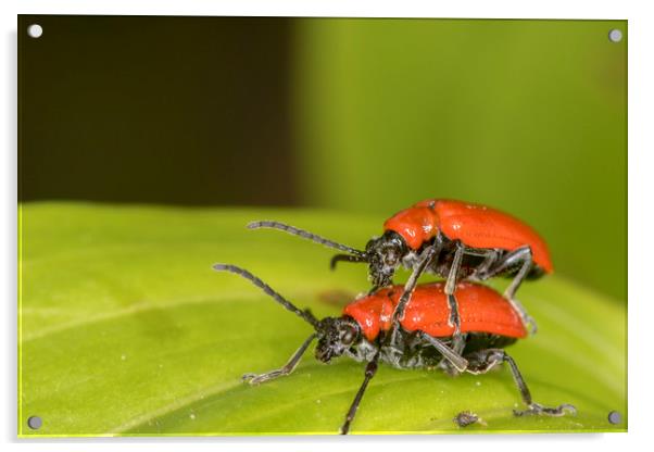 cardinal beetle (Pyrochroa coccinea)          Acrylic by chris smith