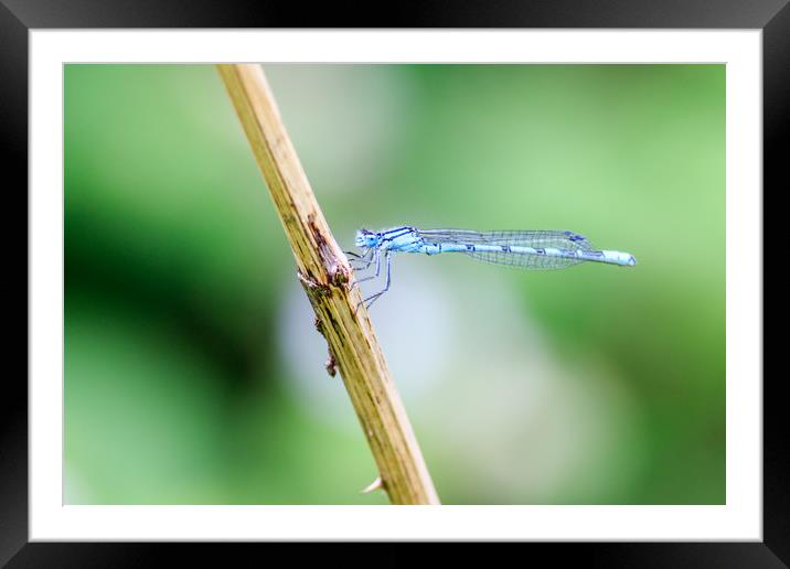 Damselfly       Framed Mounted Print by chris smith