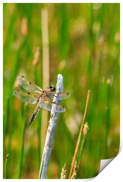 Dragonfly  Print by chris smith