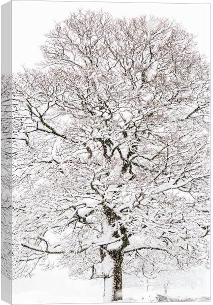 Winter Tree  Canvas Print by chris smith