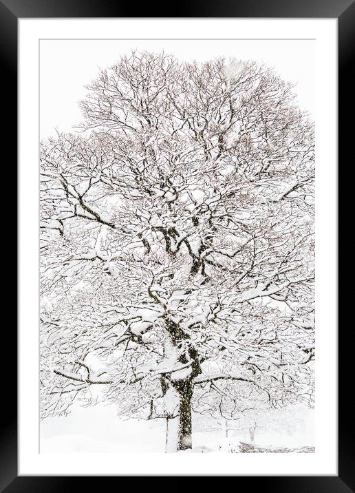 Winter Tree  Framed Mounted Print by chris smith