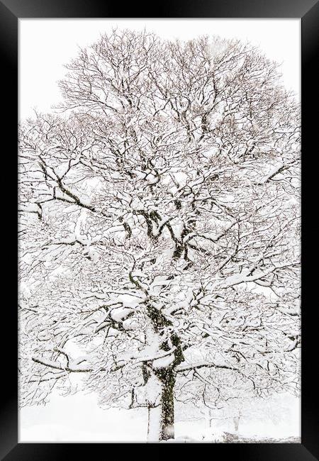 Winter Tree  Framed Print by chris smith