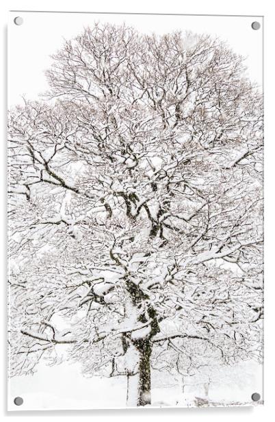 Winter Tree  Acrylic by chris smith