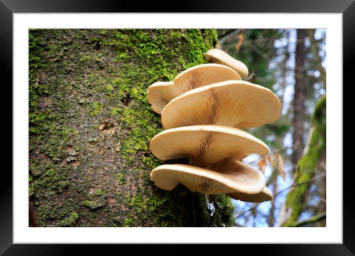 Large fungi on a tree   Framed Mounted Print by chris smith