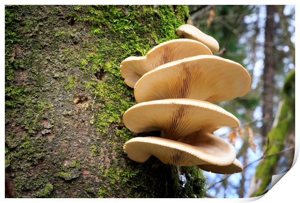 Large fungi on a tree   Print by chris smith