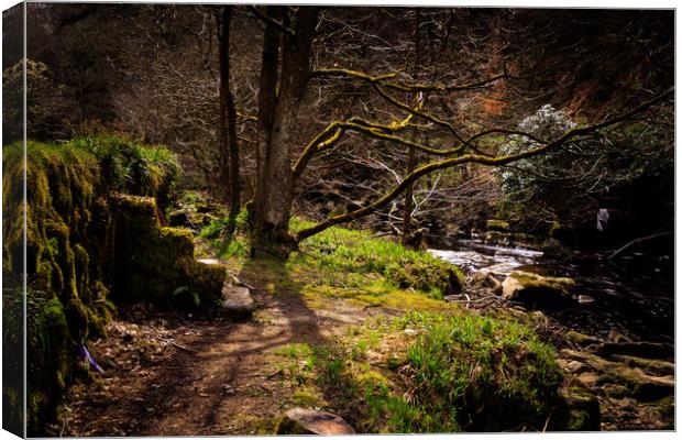 Forest Steps     Canvas Print by chris smith