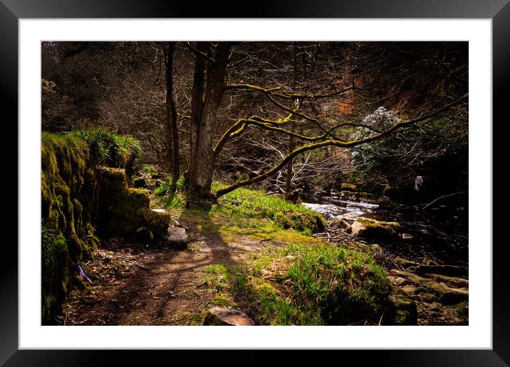 Forest Steps     Framed Mounted Print by chris smith