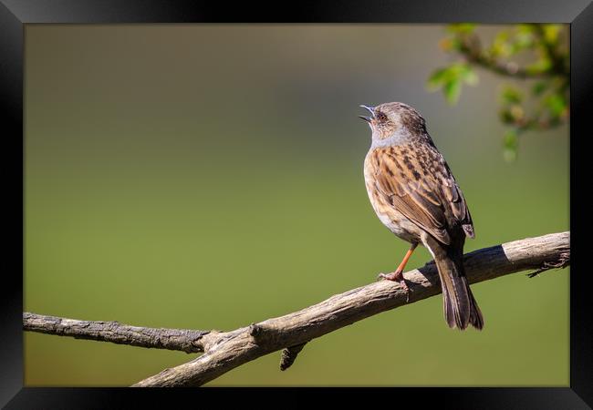 Dunnock (Prunella modulari)  Framed Print by chris smith