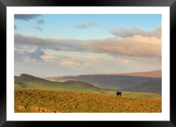 Yorkshire Dales      Framed Mounted Print by chris smith