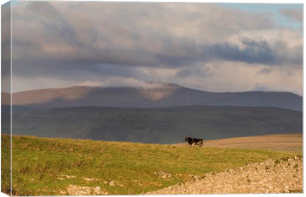 Yorkshire Dales       Canvas Print by chris smith