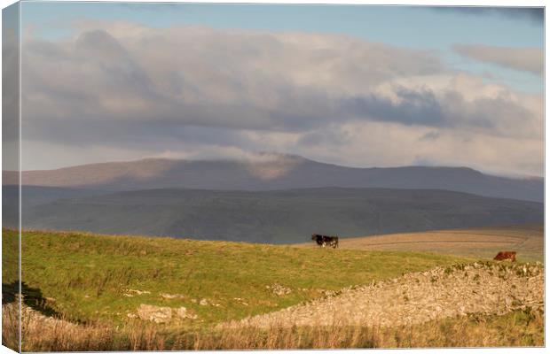 Yorkshire Dales       Canvas Print by chris smith