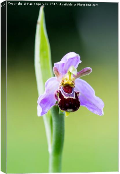 Macro Bee Orchid Canvas Print by Paula Sparkes