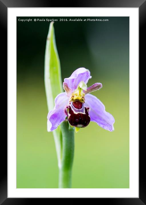 Macro Bee Orchid Framed Mounted Print by Paula Sparkes