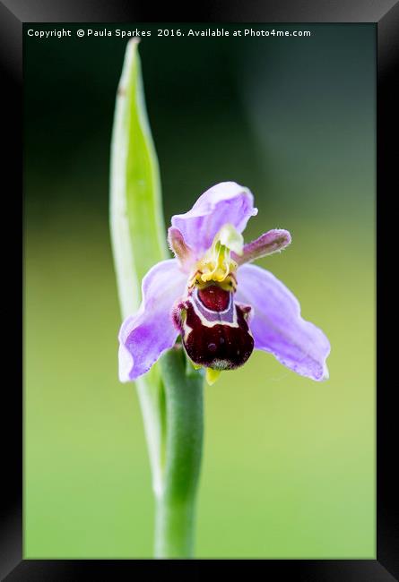 Macro Bee Orchid Framed Print by Paula Sparkes
