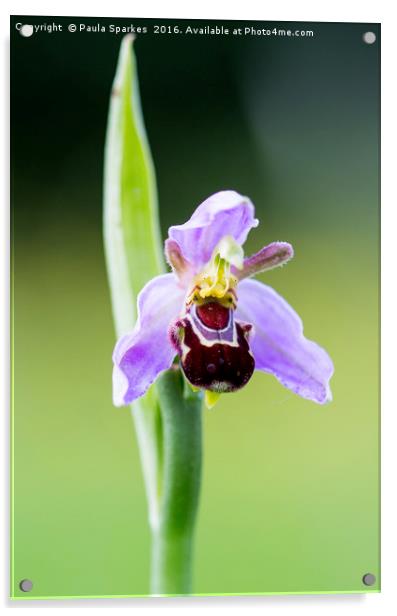 Macro Bee Orchid Acrylic by Paula Sparkes