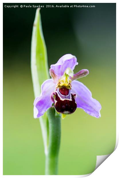 Macro Bee Orchid Print by Paula Sparkes
