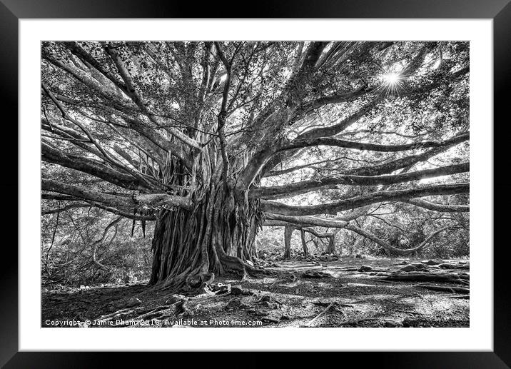 The large and majestic banyan tree located on the  Framed Mounted Print by Jamie Pham