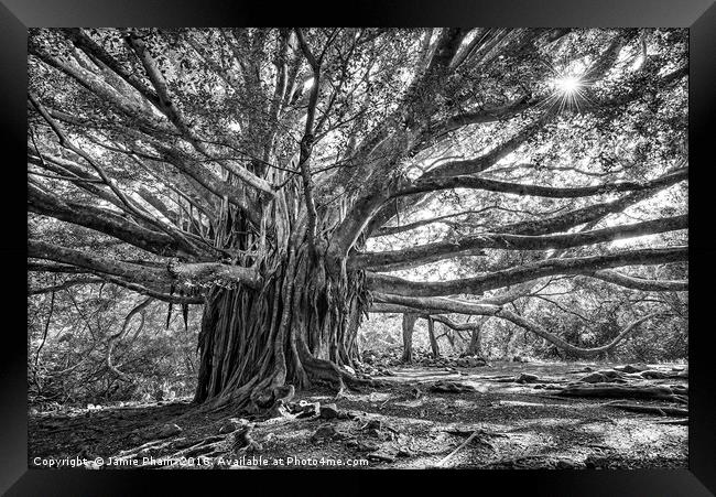 The large and majestic banyan tree located on the  Framed Print by Jamie Pham