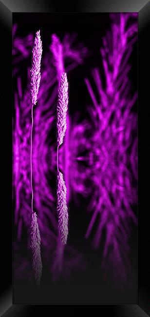 purple grass reflection - slim Framed Print by Donna Collett