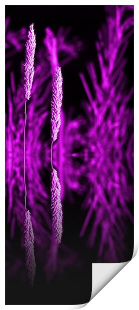 purple grass reflection - slim Print by Donna Collett