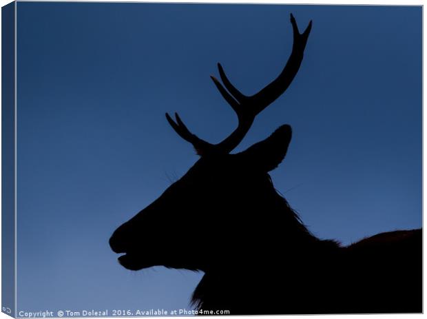 Highland stag silhouette Canvas Print by Tom Dolezal