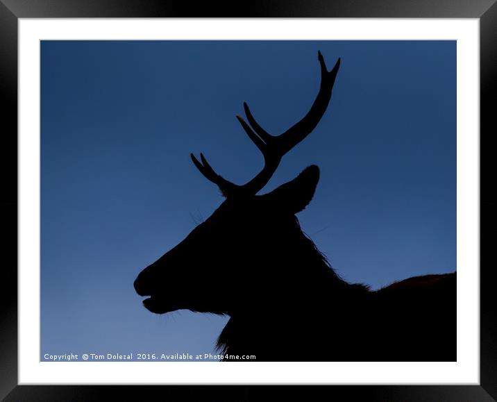 Highland stag silhouette Framed Mounted Print by Tom Dolezal