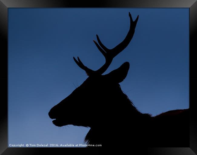Highland stag silhouette Framed Print by Tom Dolezal