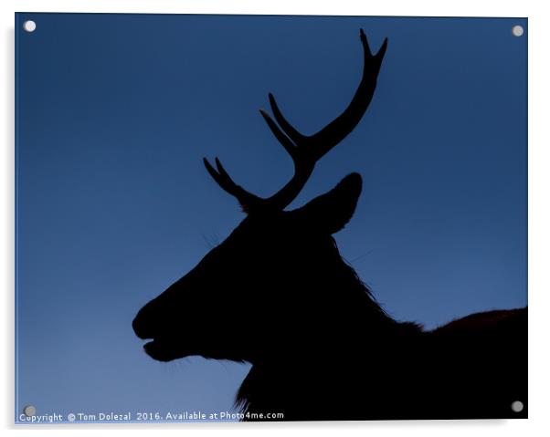 Highland stag silhouette Acrylic by Tom Dolezal