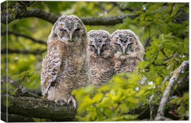 The three wise Owls  Canvas Print by Philip Male