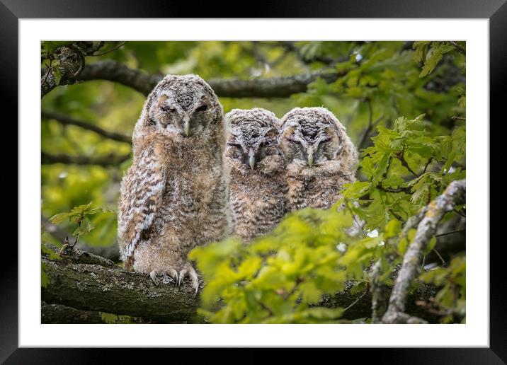 The three wise Owls  Framed Mounted Print by Philip Male