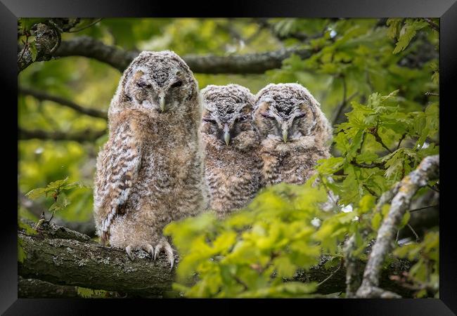 The three wise Owls  Framed Print by Philip Male