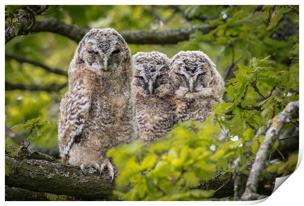 The three wise Owls  Print by Philip Male