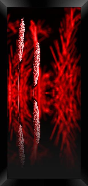 Grass reflection Red - slim Framed Print by Donna Collett