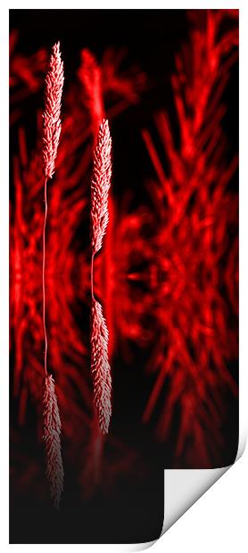 Grass reflection Red - slim Print by Donna Collett