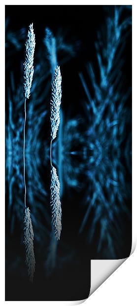 grass reflection blue - slim Print by Donna Collett